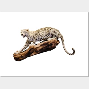 Jaguar on the hunt / Swiss Artwork Photography Posters and Art